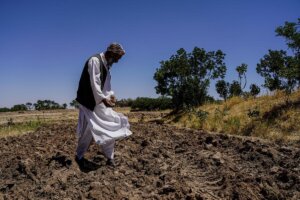 Champ agricole touché par la pénurie d'eau menaçant la sécurité alimentaire
